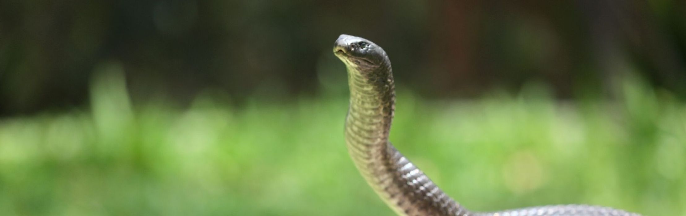 Spotted Black Snake