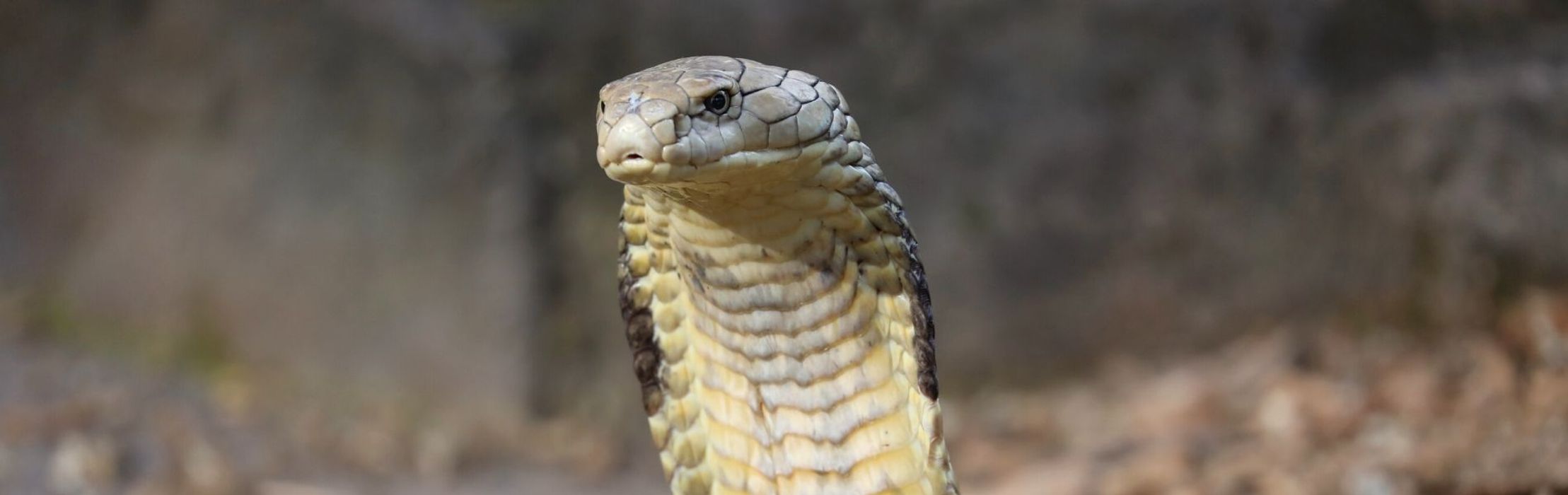 King Cobra