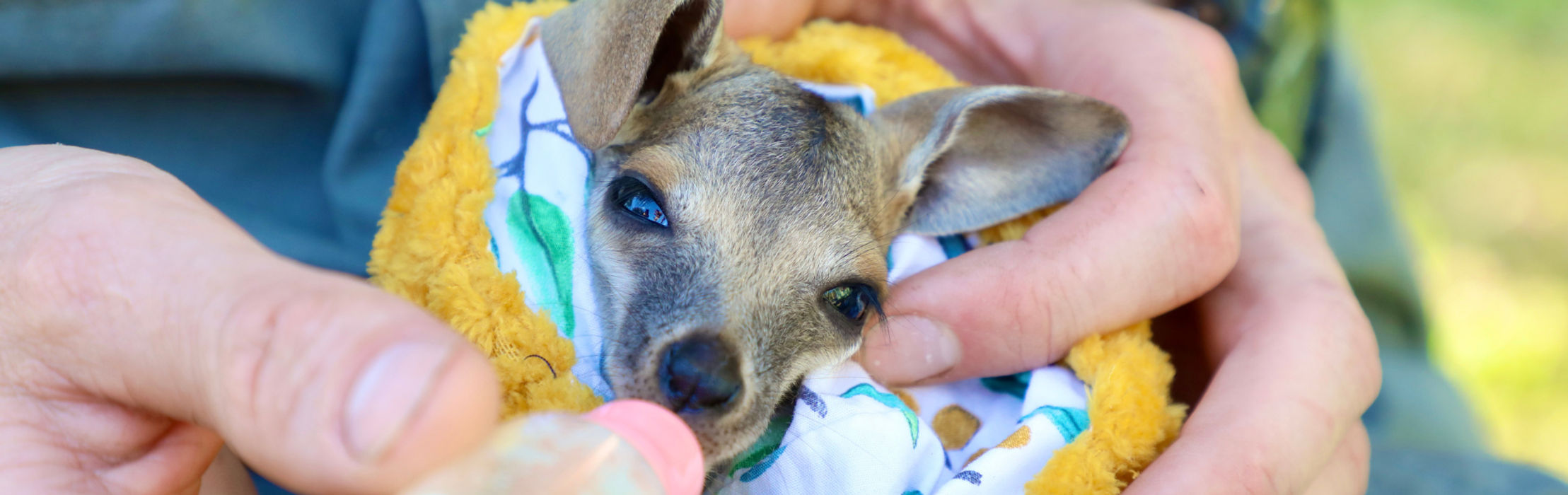 Yellow-Footed Rock Wallaby Gets Second Chance At Life