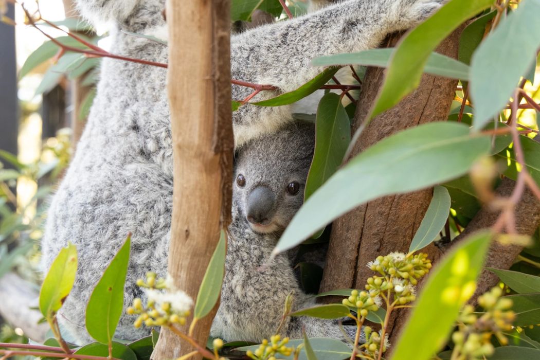 Three Koala Joeys Leave the Pouch | Australian Reptile Park