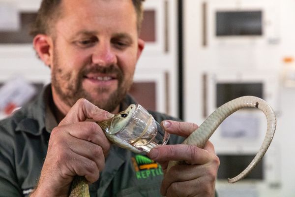 Science Week Snake Milking | Australian Reptile Park