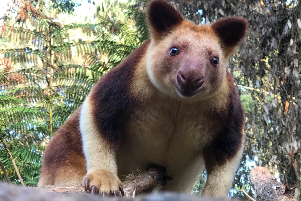 Goodfellow's Tree-Kangaroo
