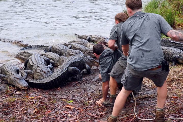 zookeeper falls in mud during dangerous alligator feeding