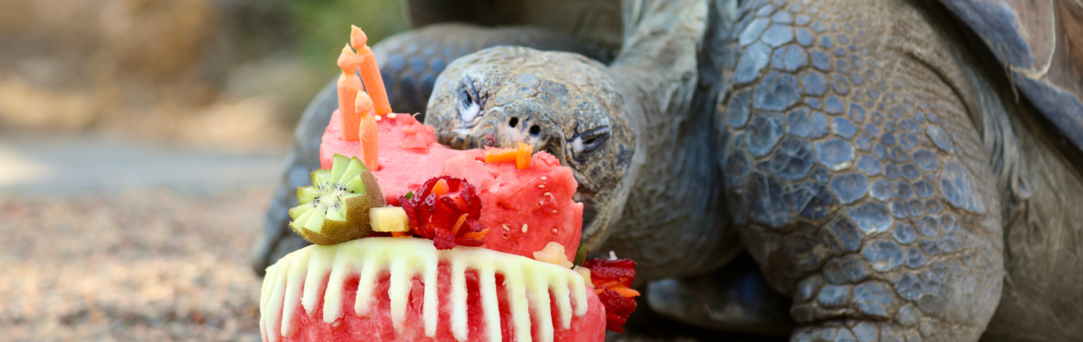 'World Famous' Hugo the Galapagos Tortoise Turns 72