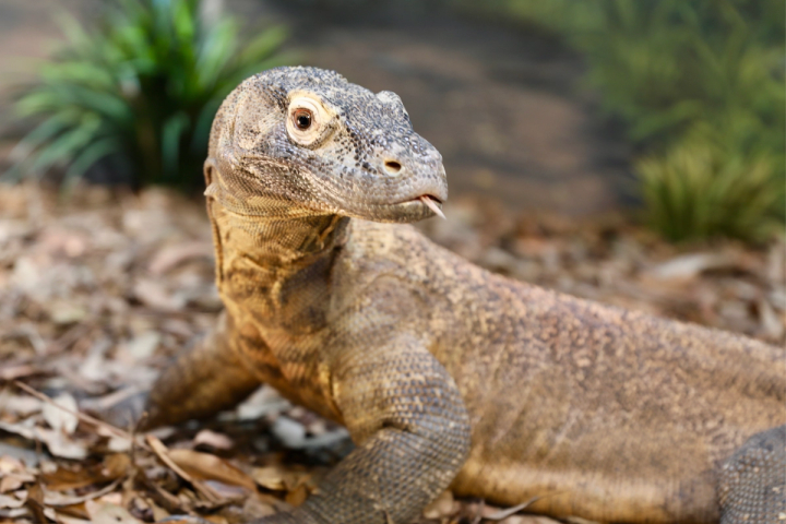 Komodo Dragon up Close