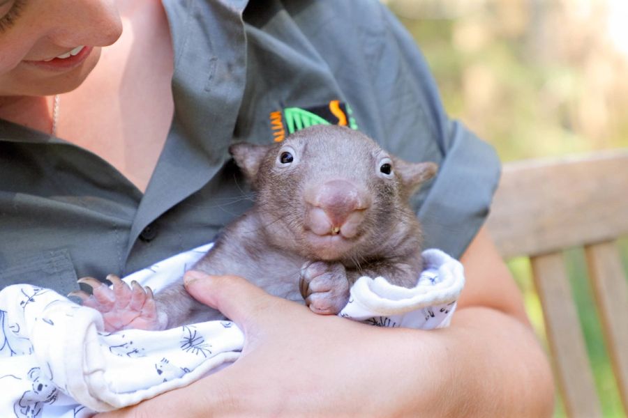 Wombat Joey Encounter