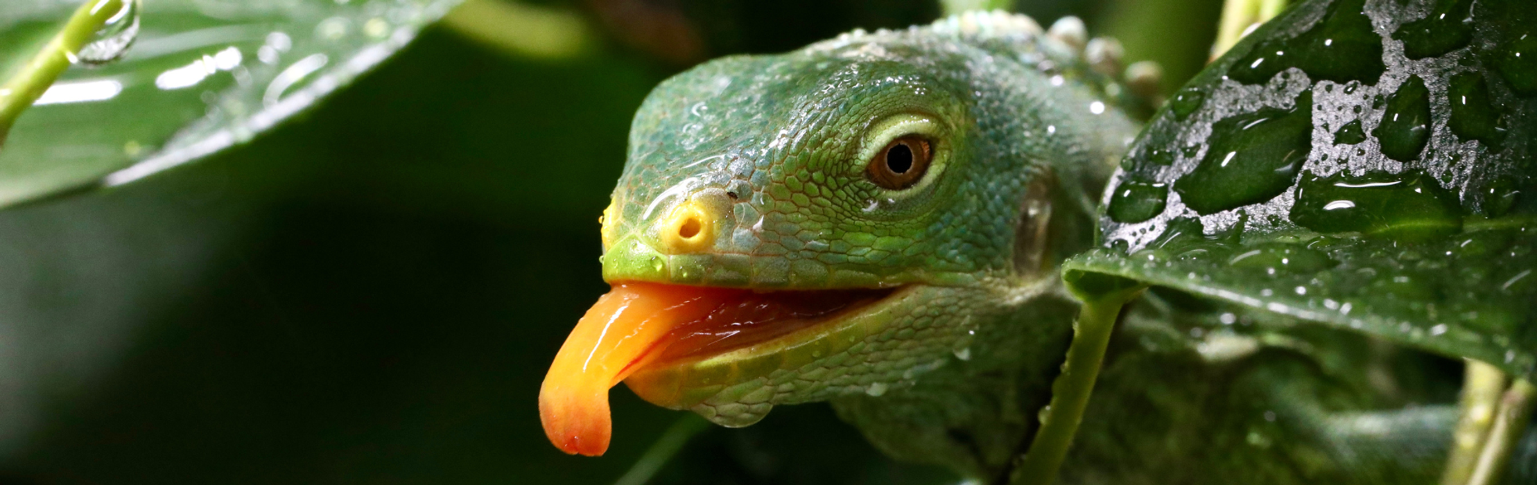 Adorable Fijian Crested Iguanas Have Hatched at the Park