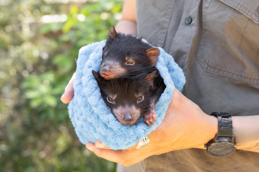 Tasmanian devil joeys being held