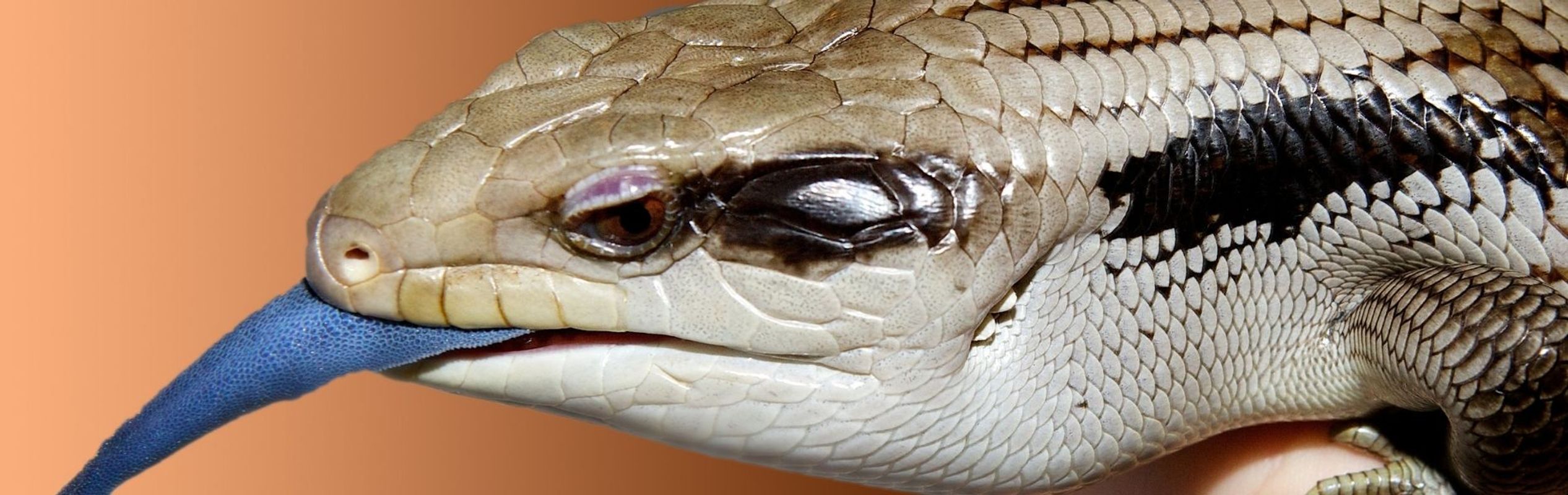 Australian Reptile Park Eastern Blue Tongue Lizard