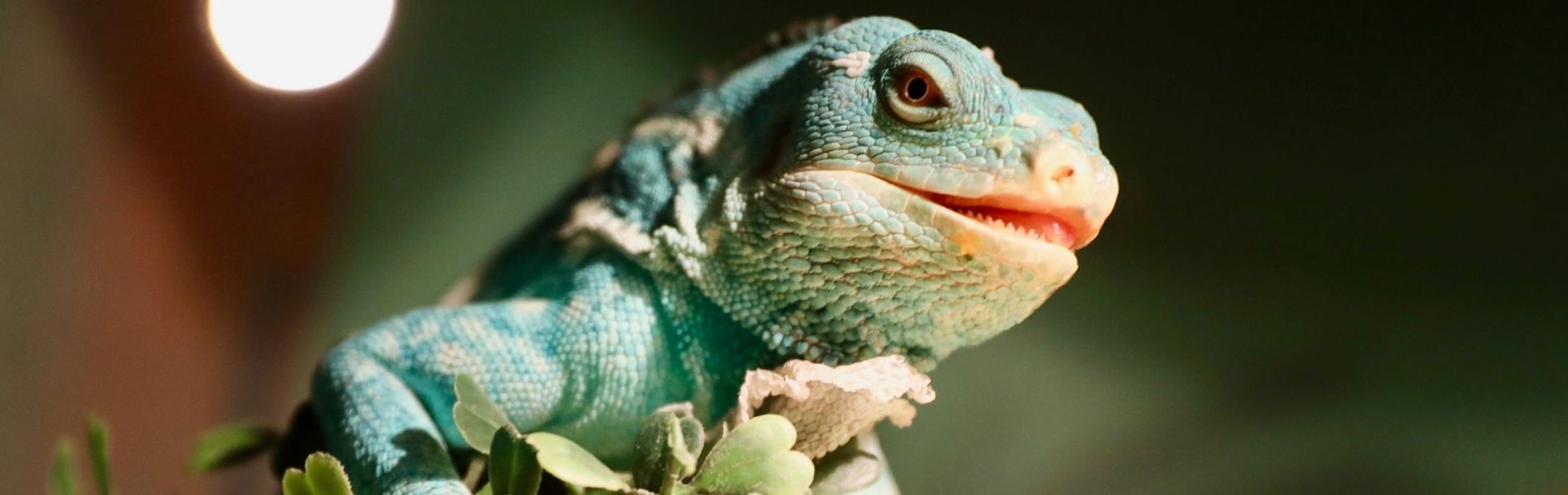 Fijian Crested Iguana