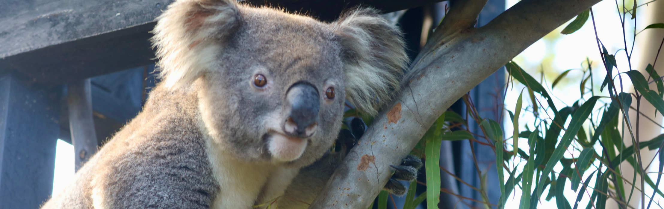 Kevin the Koala Joins Koala Breeding Program