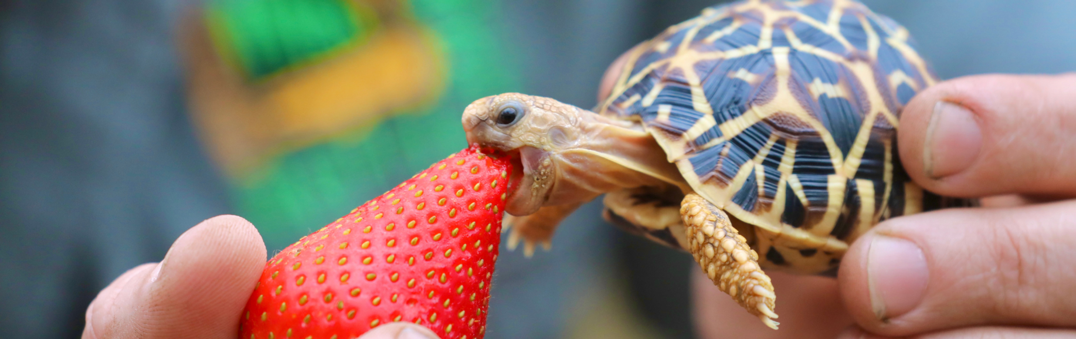 Tiny Tim the Tortoise Celebrates 1st Birthday