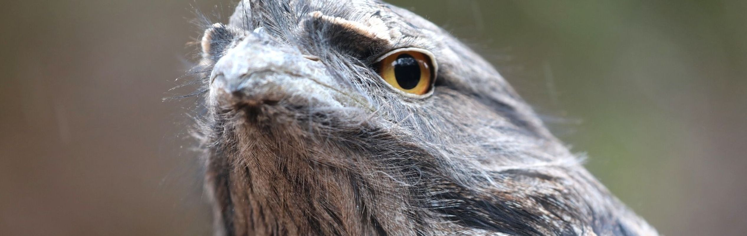 Australian Reptile Park Tawny Frogmouth