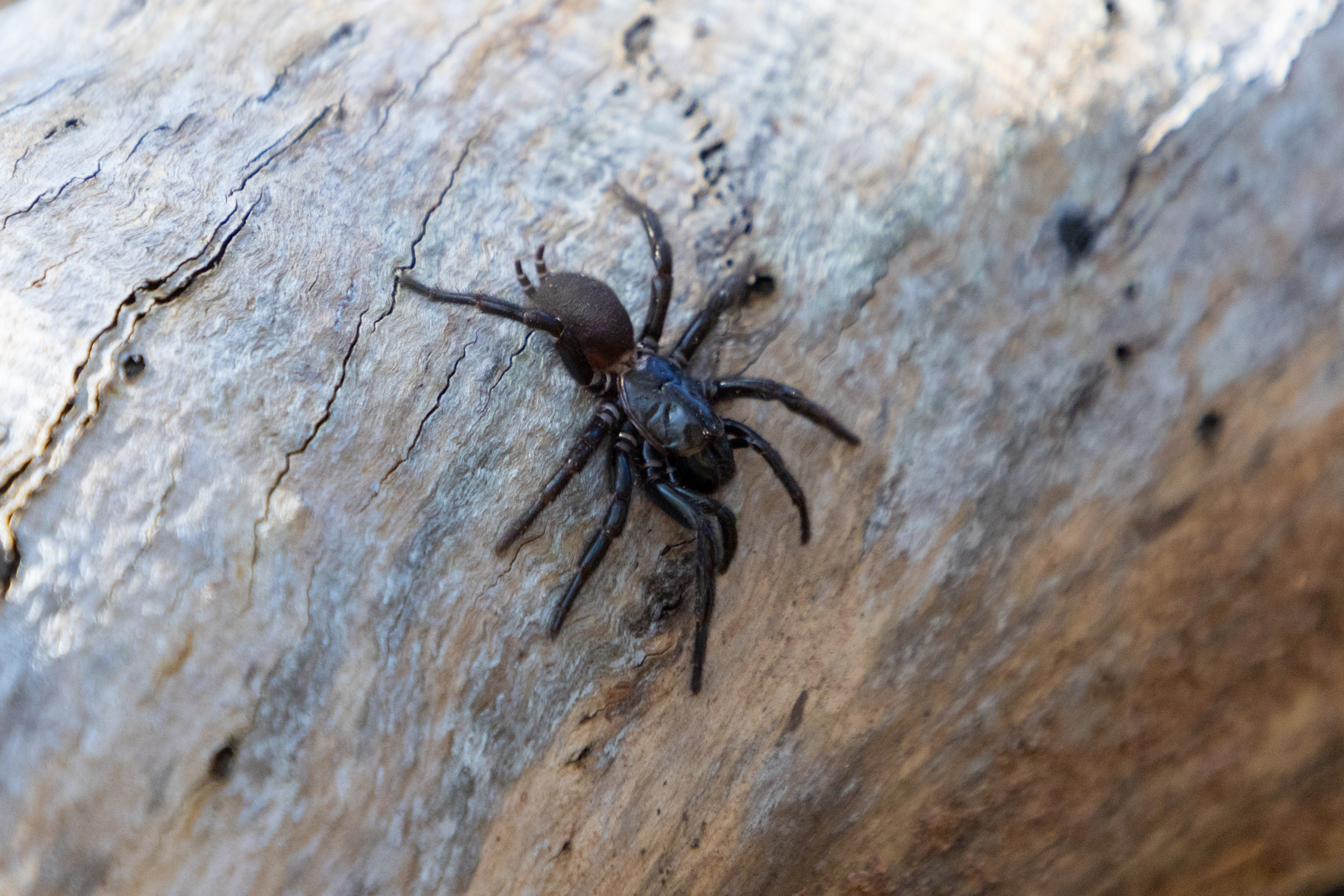 Sydney Funnel Web Spider on log for identification