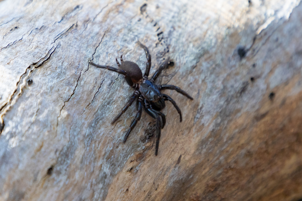 Funnel web spider on log