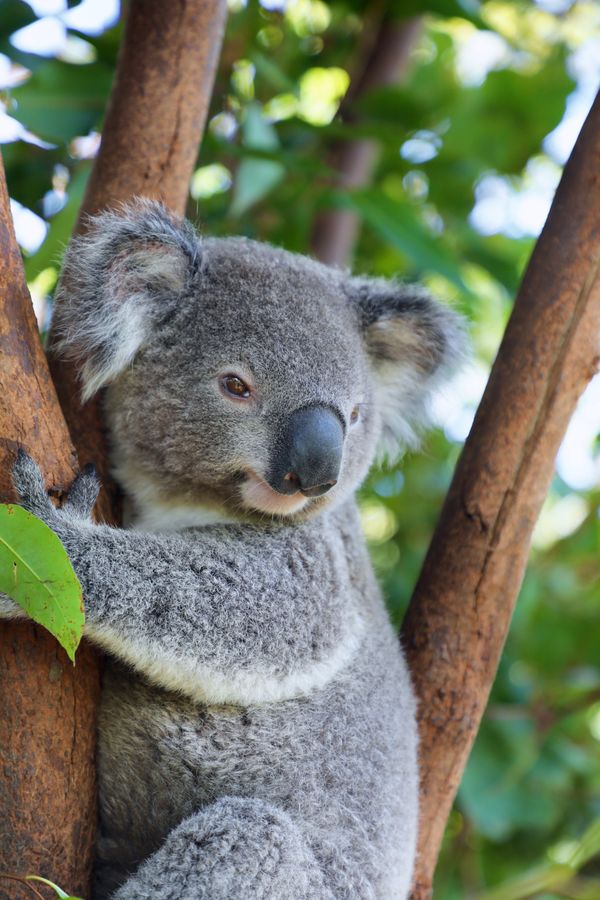 koala