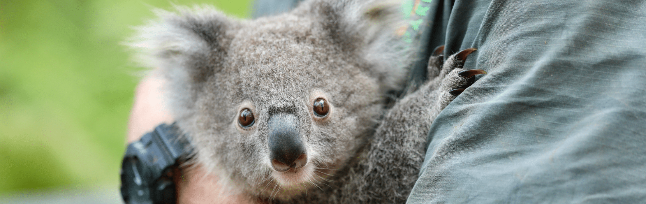 Adorable Koala Joeys Pass First Health Checks