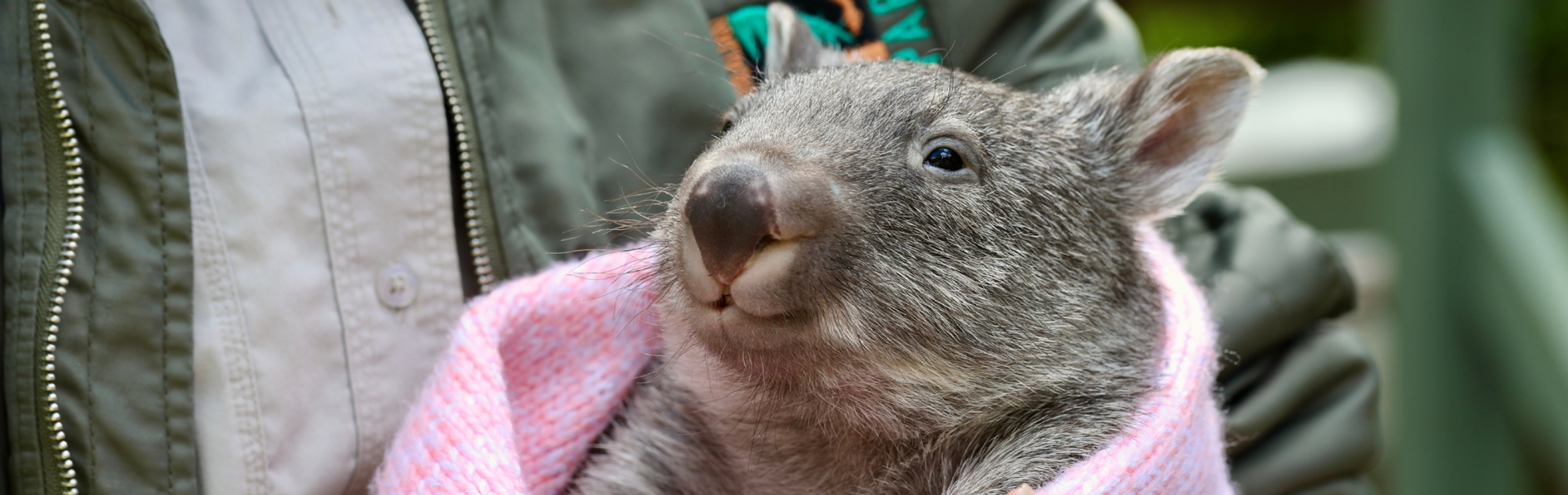 Meet Australia's Cutest Baby Animal - Lizzie the Wombat!