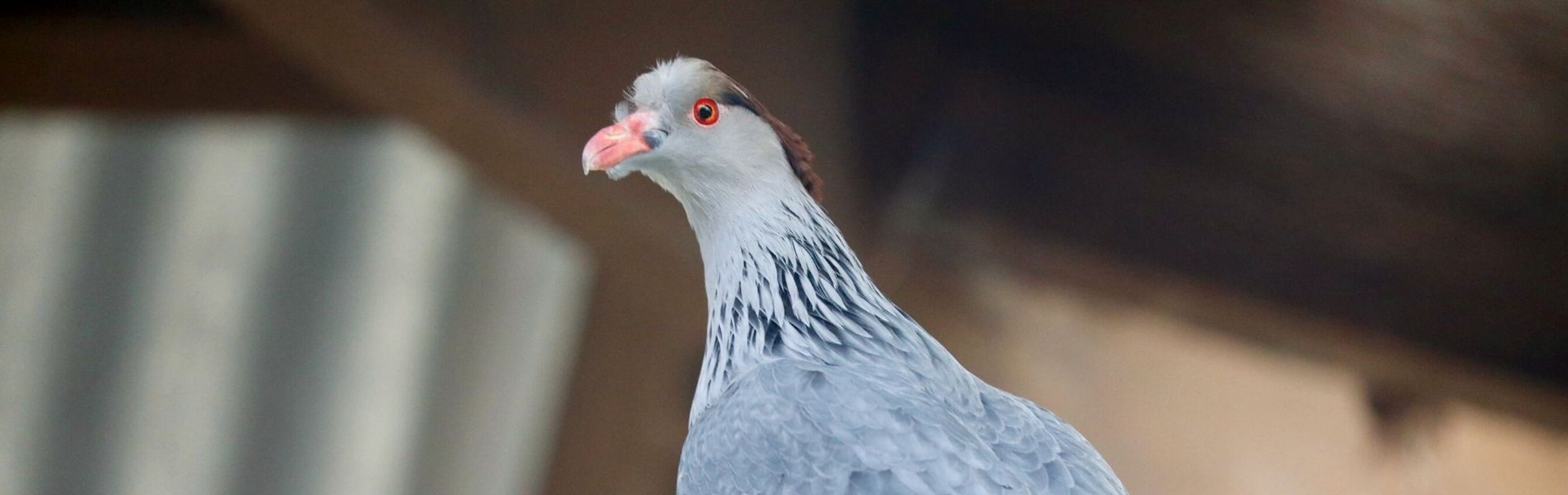 Australian Reptile Park Topknot Pigeon