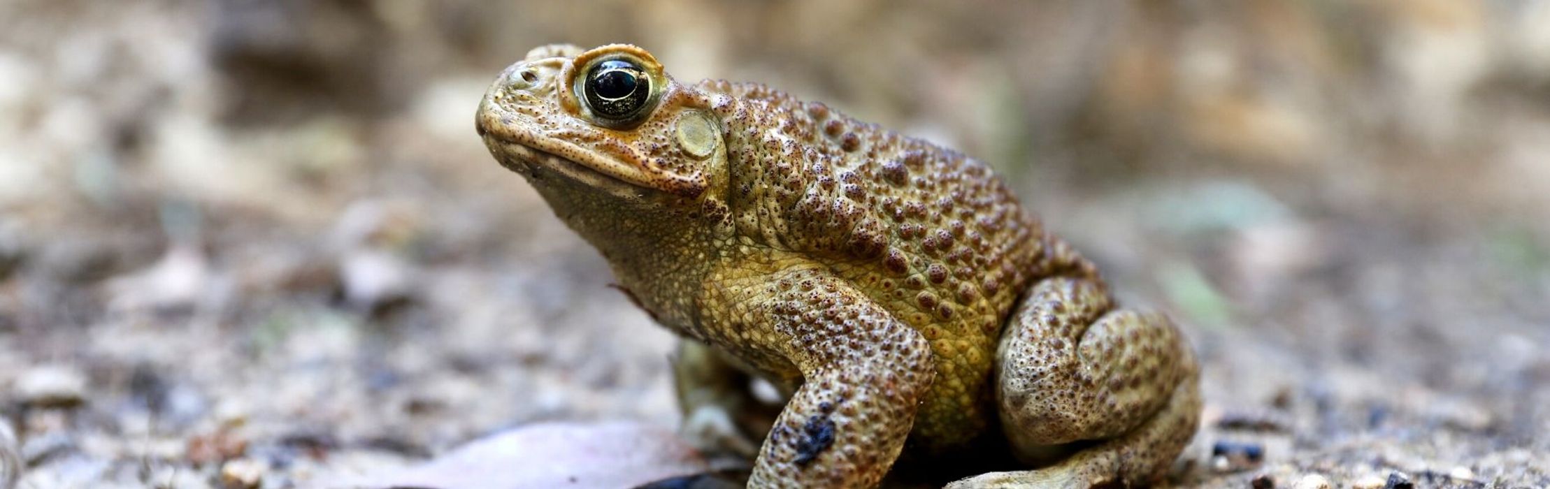 Cane Toad