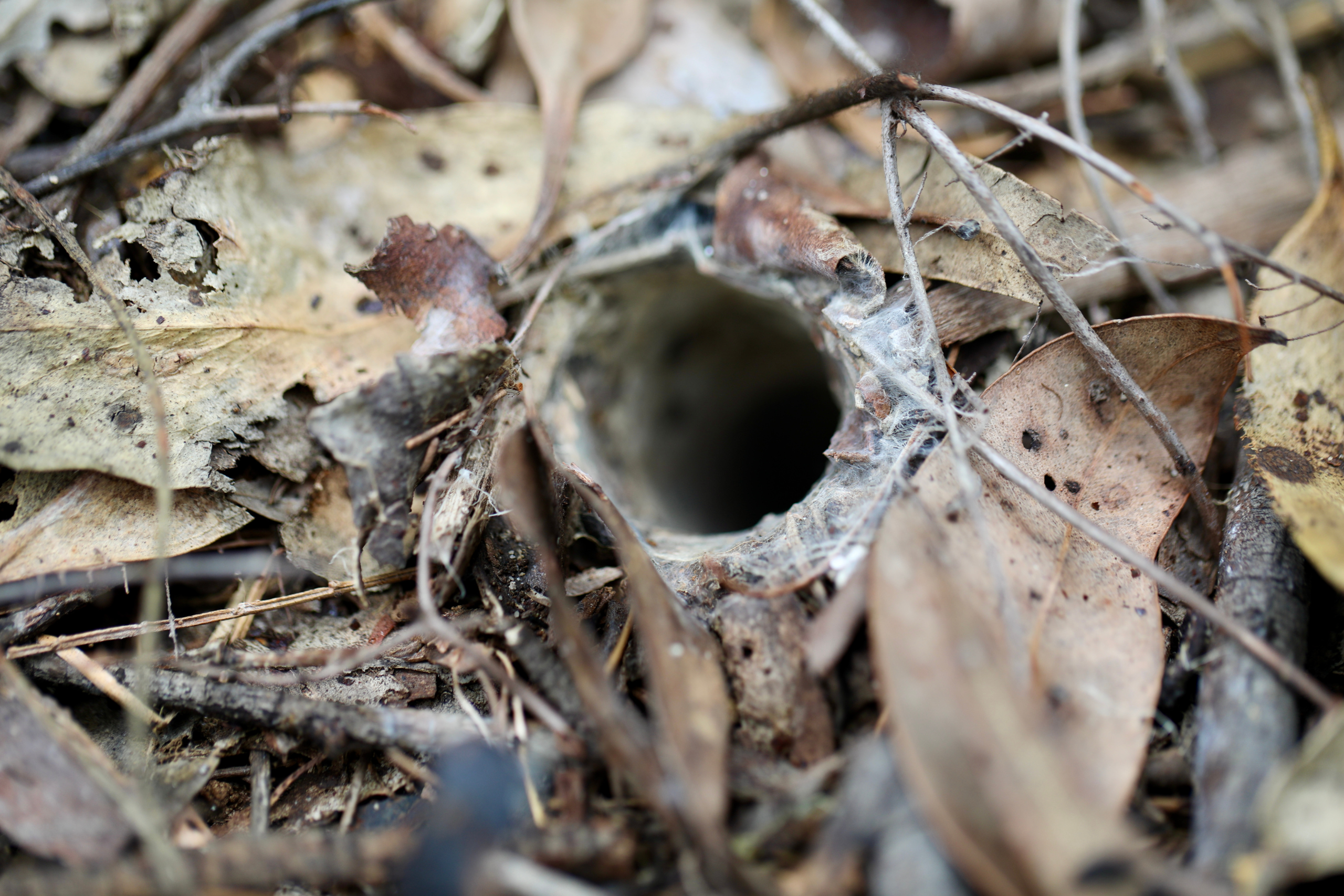 Silk lined funnel web spider burrow