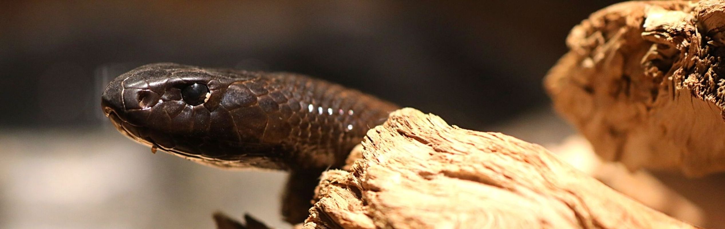 Australian Reptile Park Inland Taipan