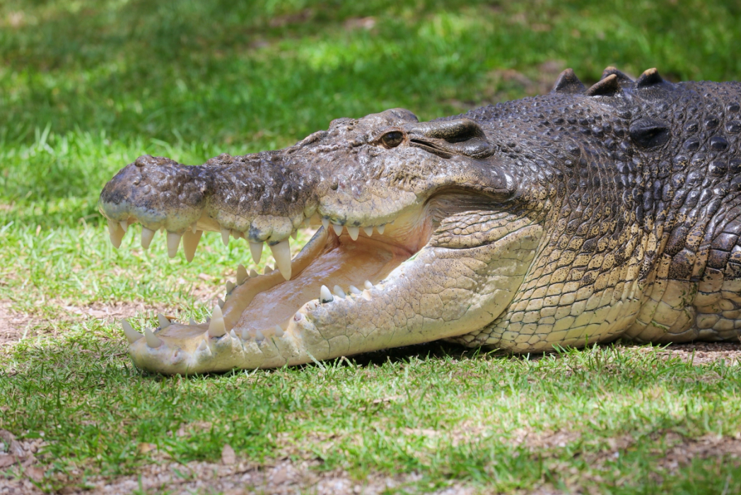 Saltwater Crocodile