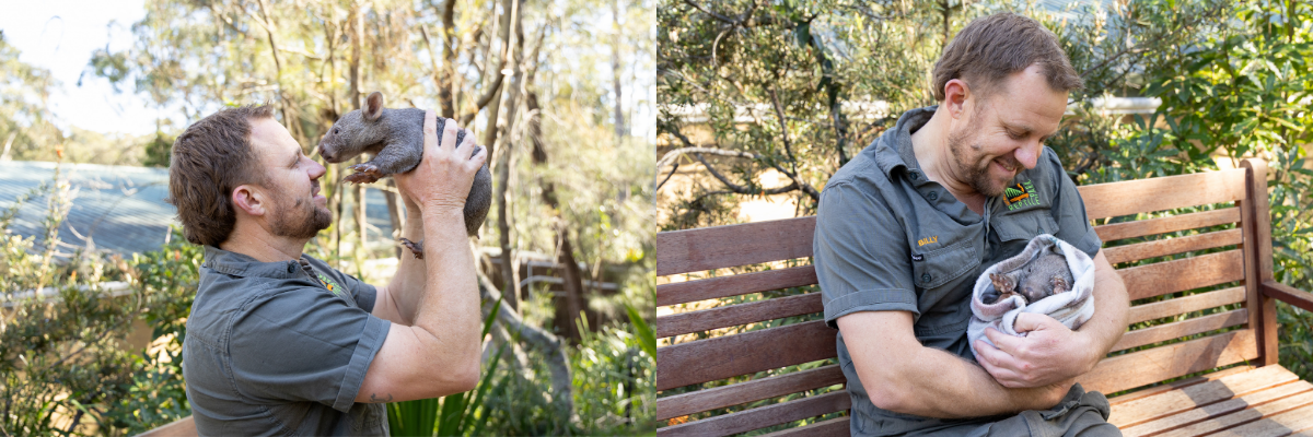 Orphaned Wombat Joey Sunny and Billy Collett| Australian Reptile Park
