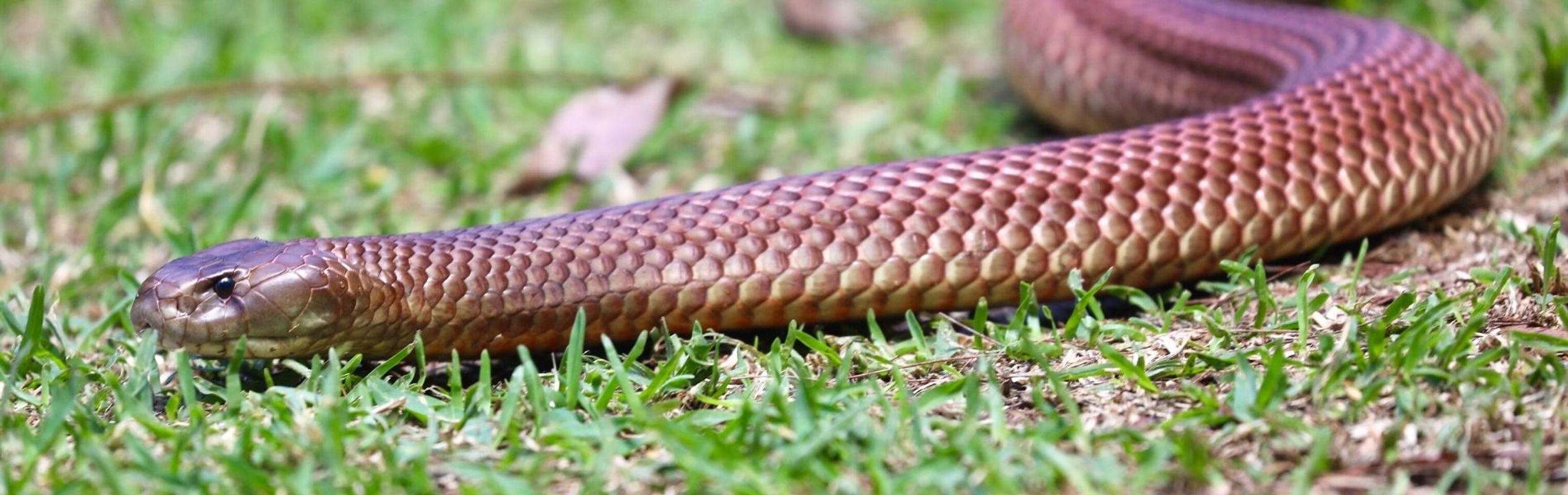 Australian Reptile Park King Brown Snake (Mulga)