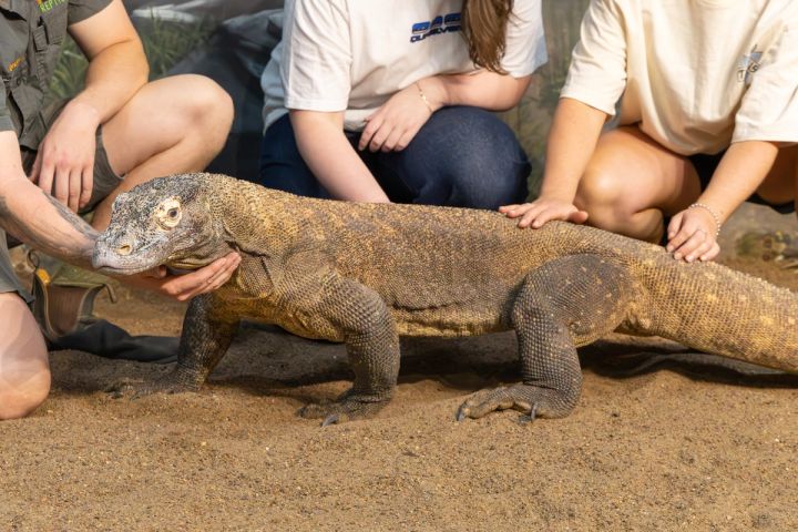 Komodo Dragon up Close