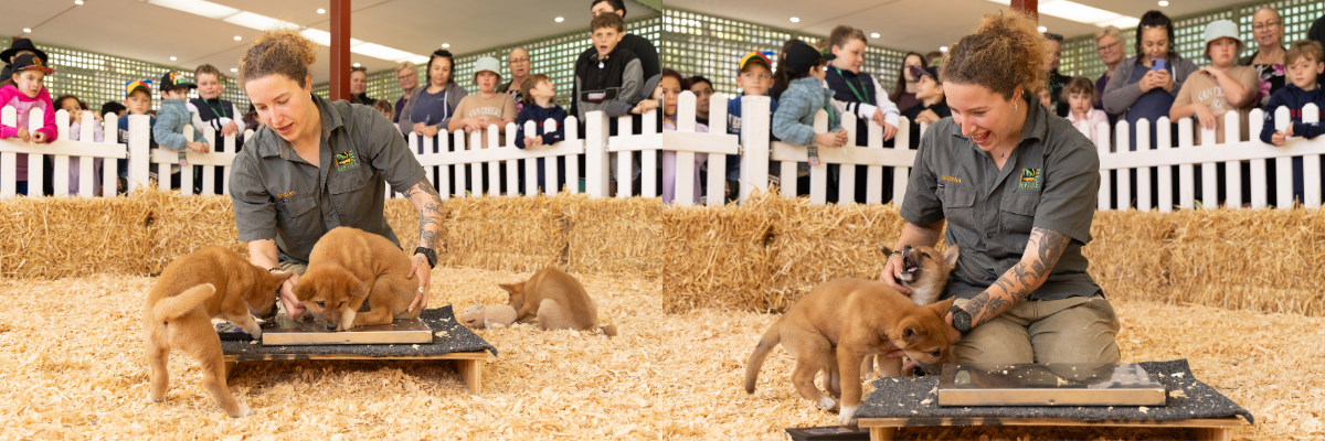 Dingo Puppies Sink Teeth Into First Bone | Australian Reptile Park