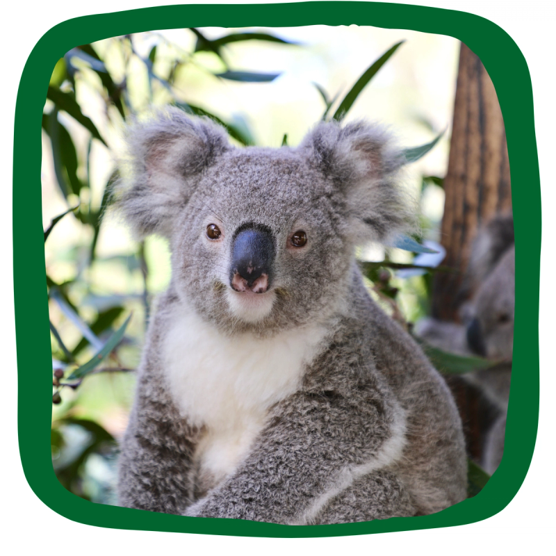 Adopt a Koala