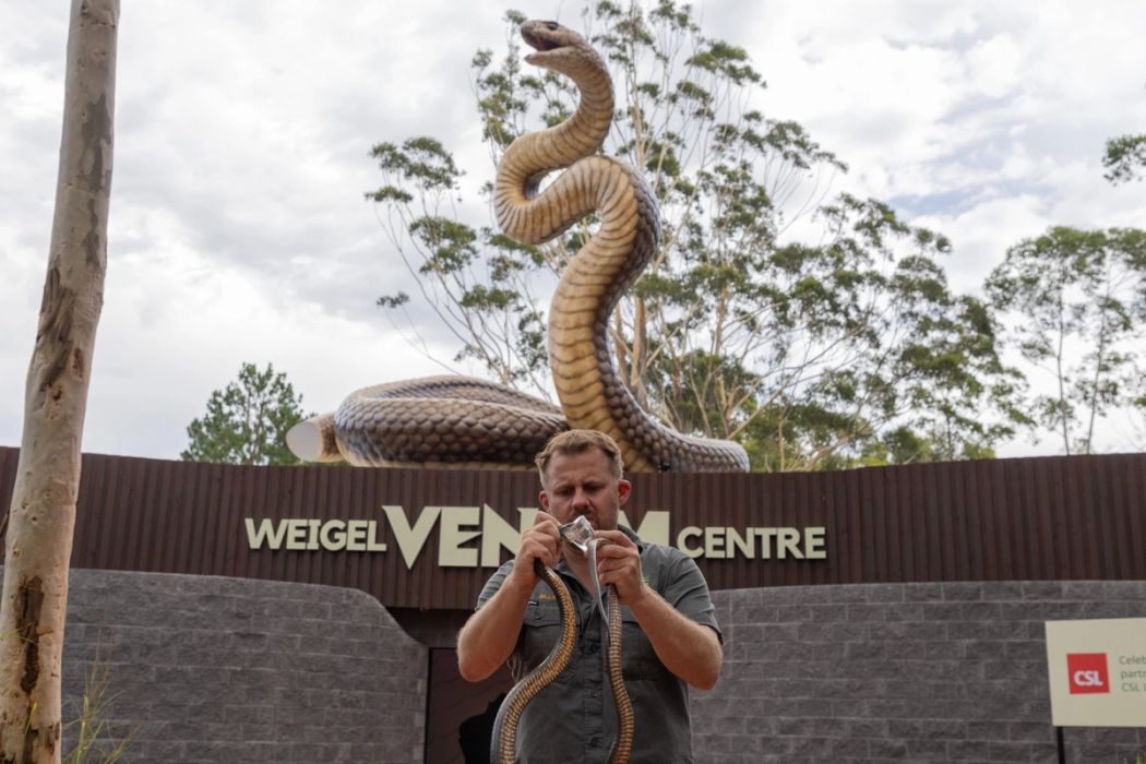 WORLD'S BIGGEST BROWN SNAKE REPLICA