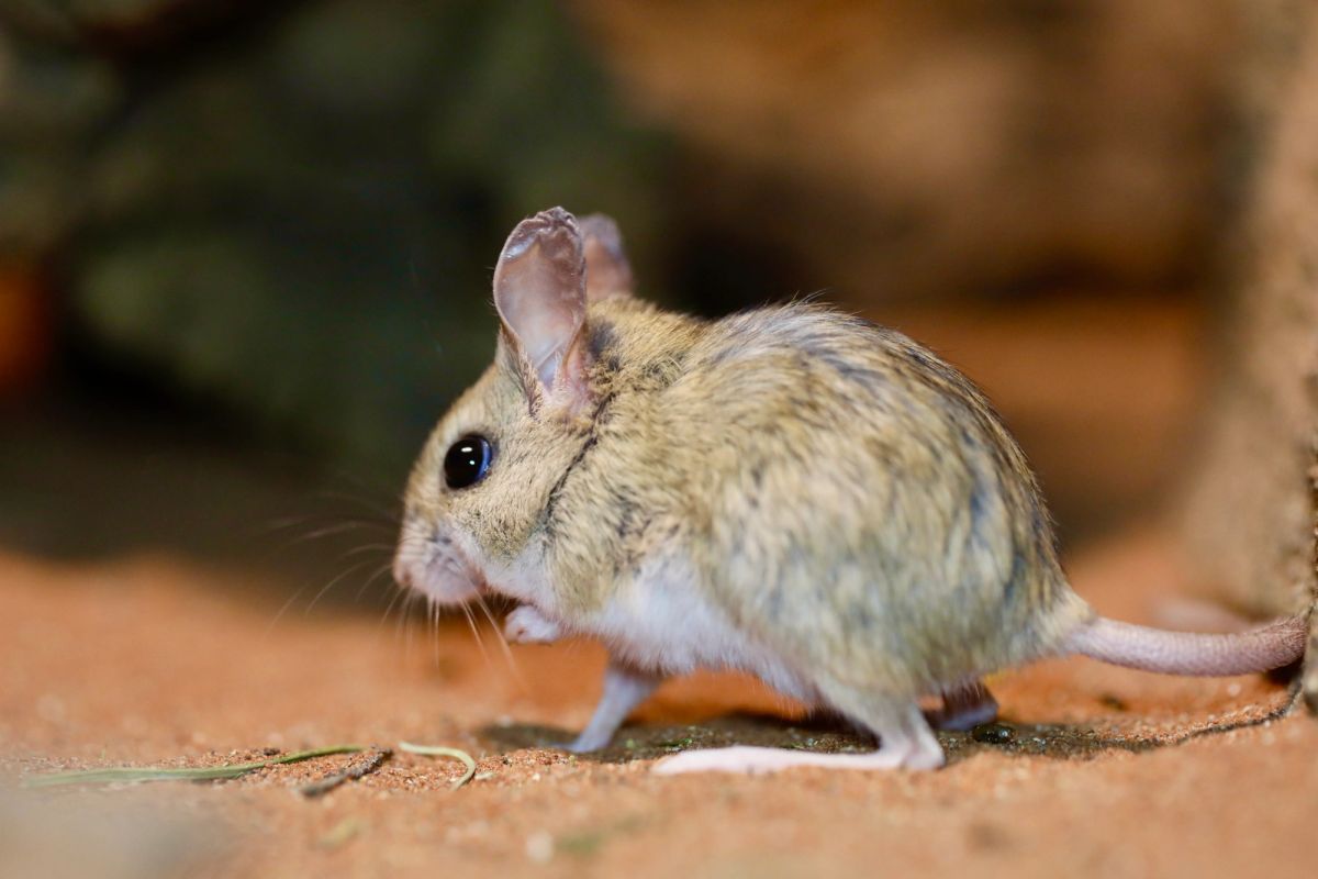 Australian Reptile Park - Spinifex Hopping Mouse