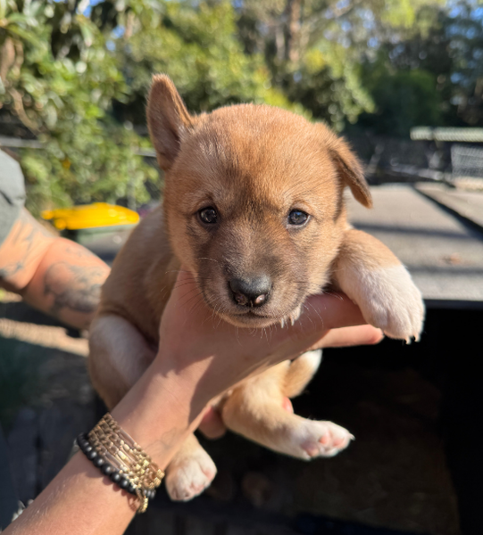 Honey the dingo puppy