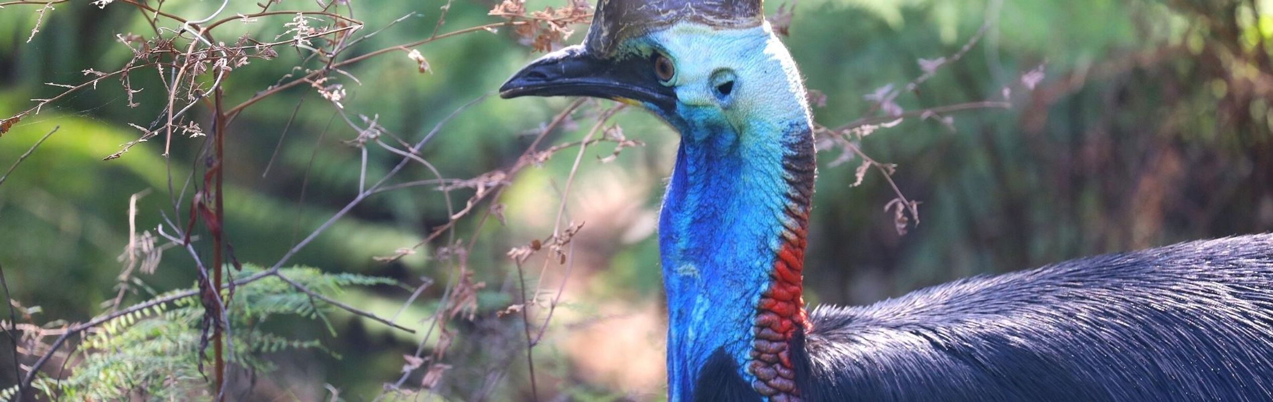 Australian Reptile Park Southern Cassowary