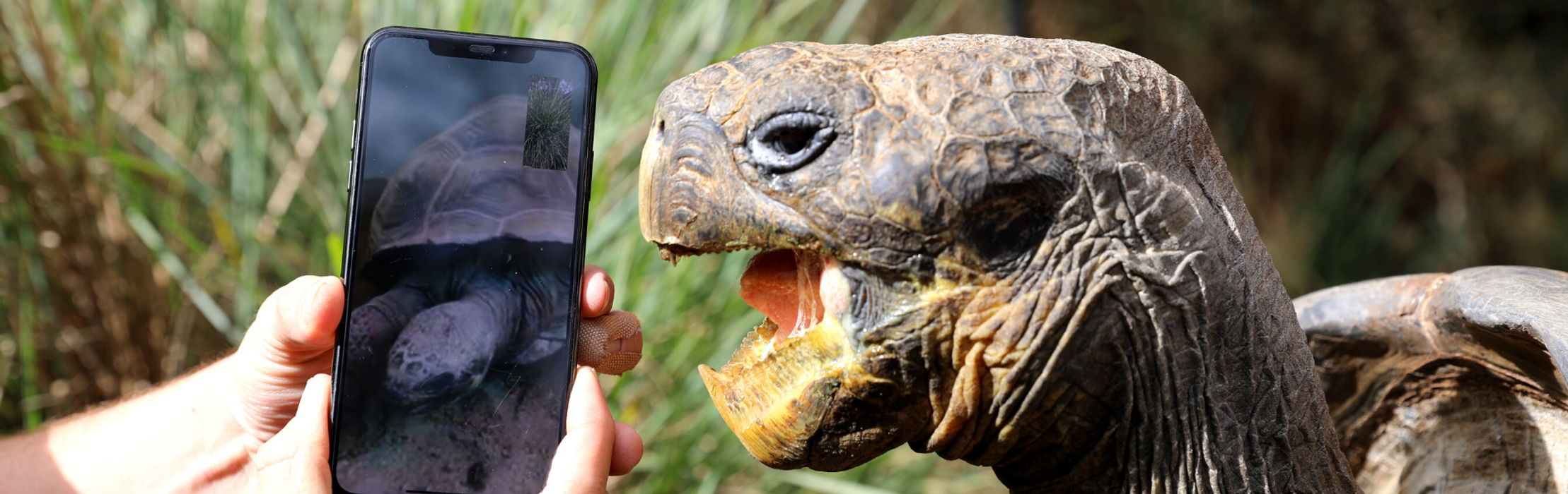 Endangered Galapagos Tortoises have First Date via FaceTime