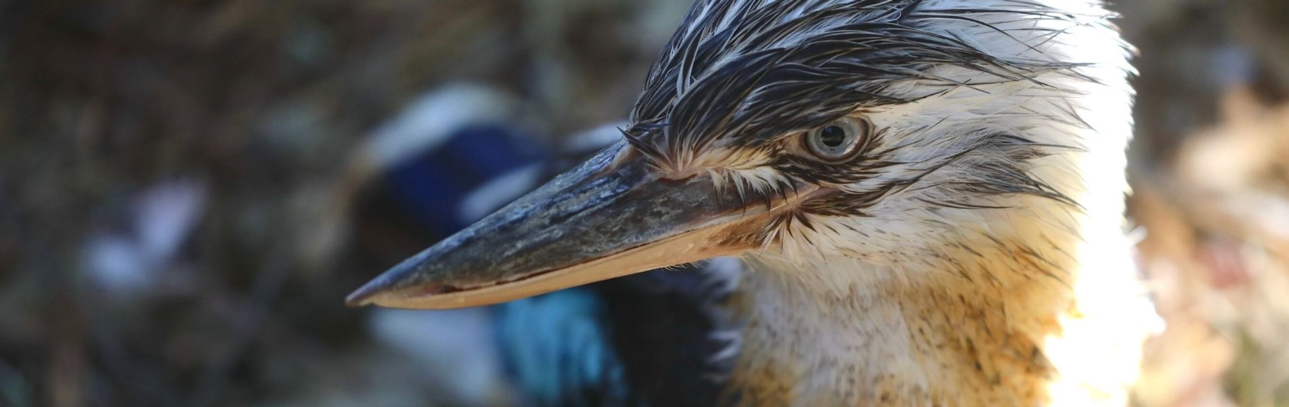 Australian Reptile Park Blue-Winged Kookaburra