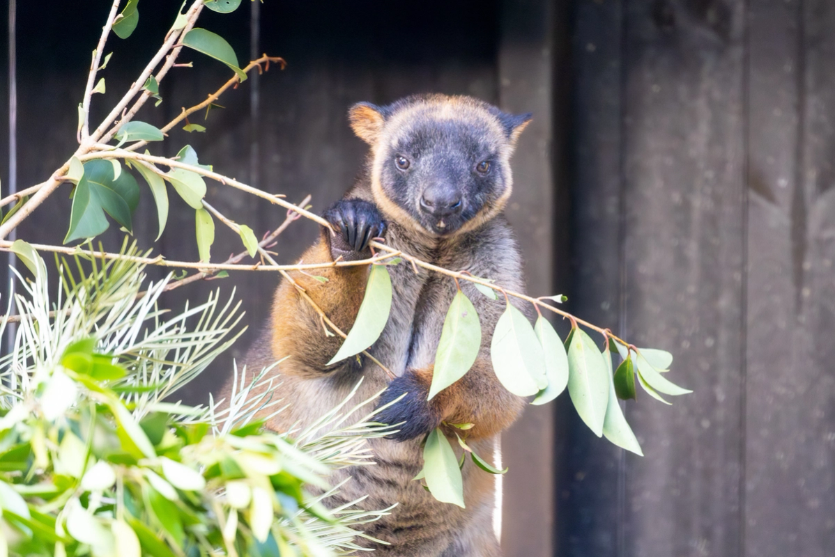Australian Reptile Park - Lumholtz Tree-Kangaroo