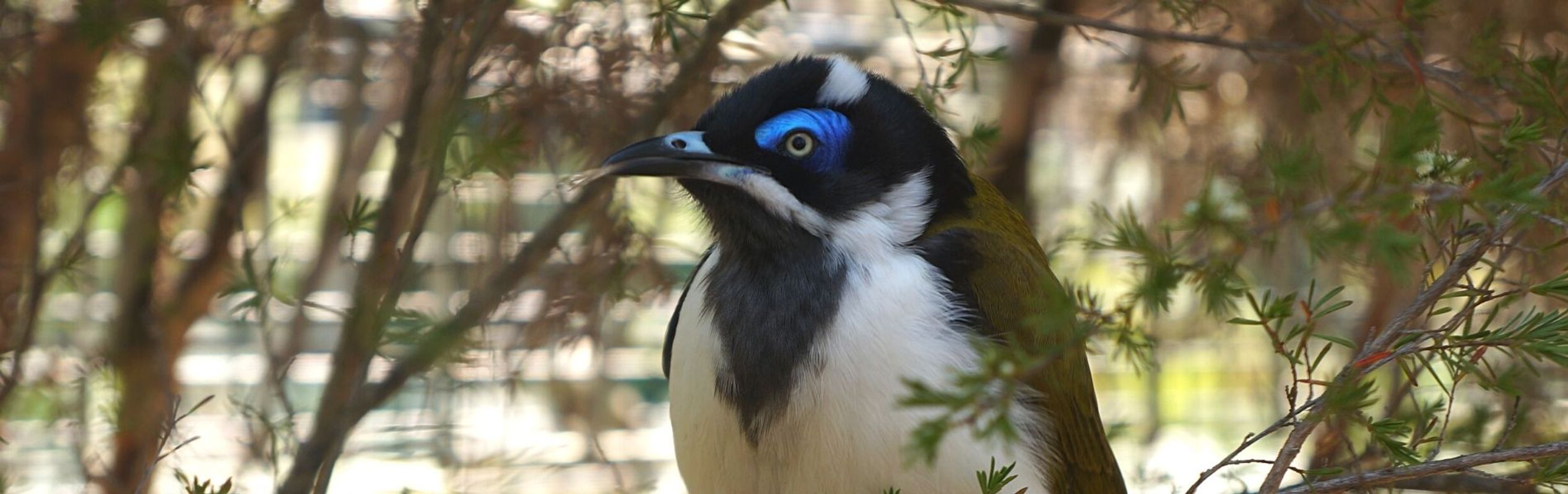 Australian Reptile Park Blue-Faced Honeyeater