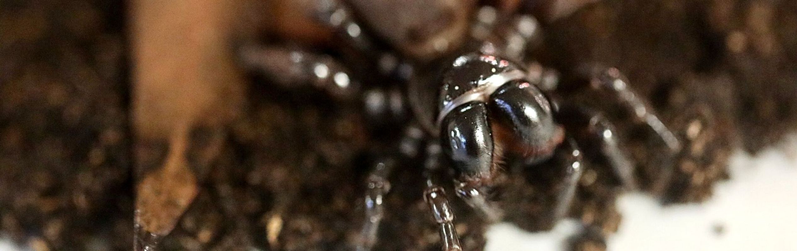 Australian Reptile Park Mouse Spider