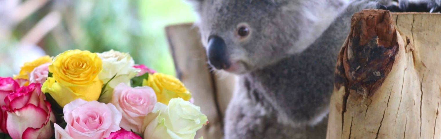 Cute Koalas Celebrate Valentine's Day