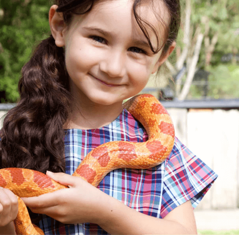 The Australian Reptile Park can bring our interactive and fun education program to your school.