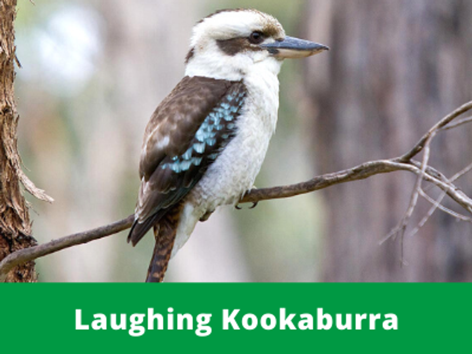 Laughing Kookaburra