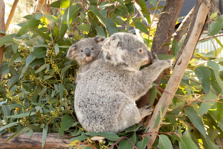 Three Koala Joeys Leave the Pouch | Australian Reptile Park