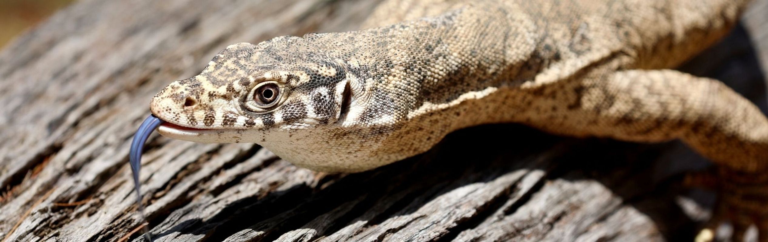 Australian Reptile Park Spencer’s Monitor