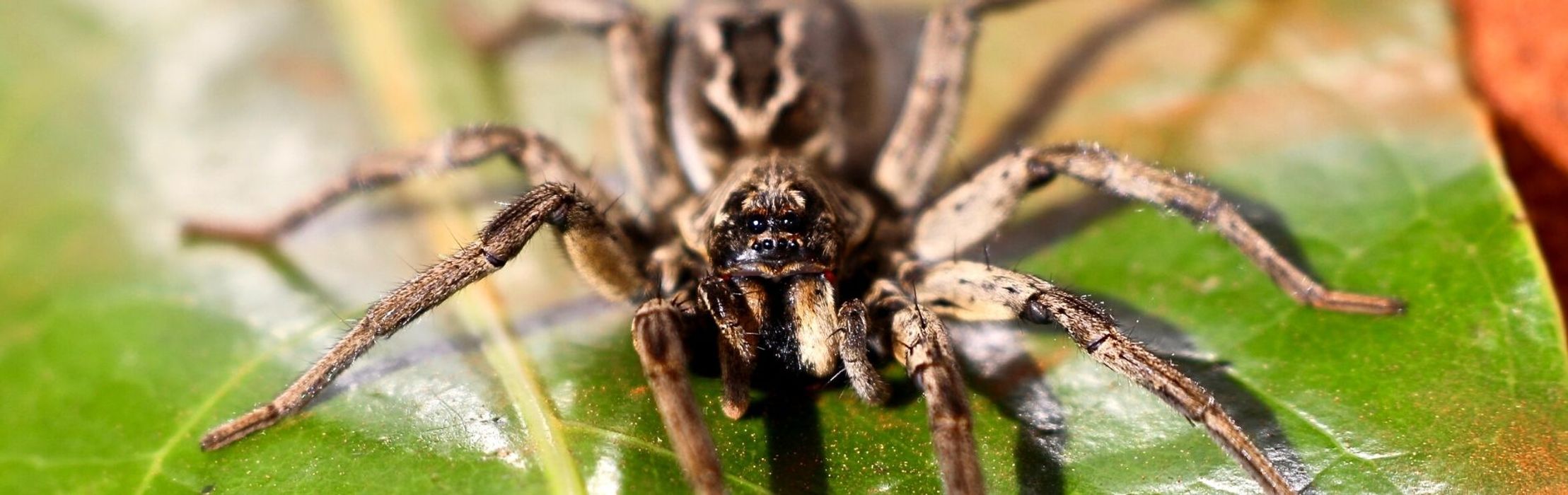 Wolf Spider