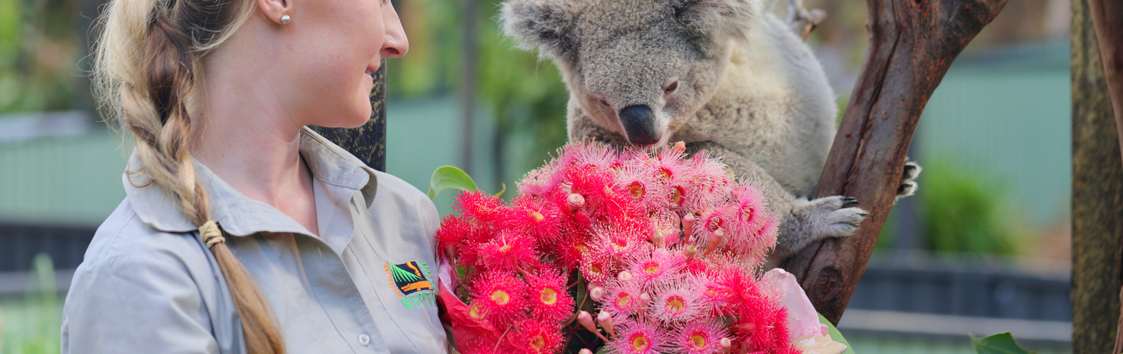 Love "Blossoms" Between Elsa the Koala & Her Secret Admirer