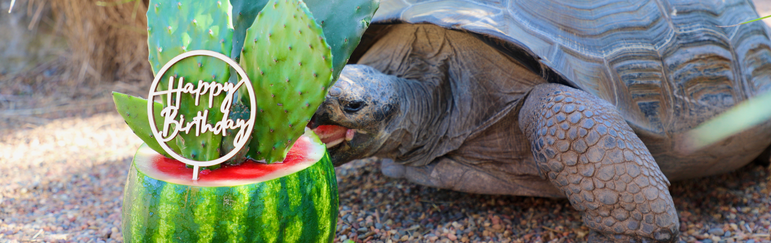 Estrella the Galapagos Tortoise Turns 22