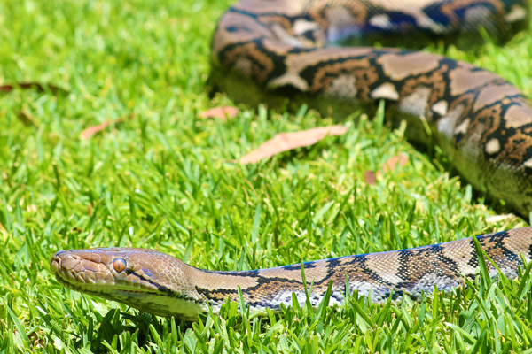 big python snake on grass